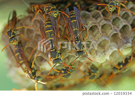 Ashinagbach family 12019334