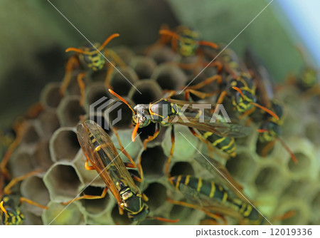 Ashinagbach family Ashinagbach family 12019336