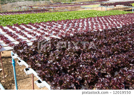 Organic hydroponic vegetable 12019550