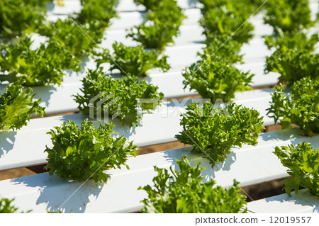 Organic hydroponic vegetable 12019557