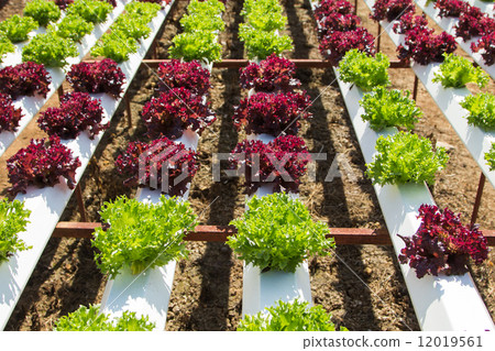 Organic hydroponic vegetable 12019561