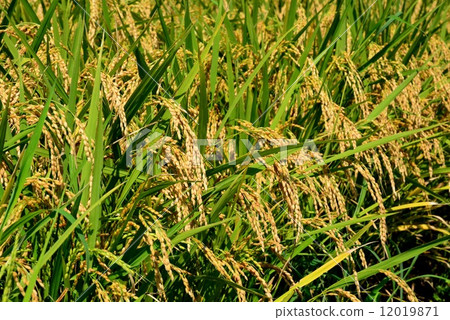 稻田 稻田 12019871