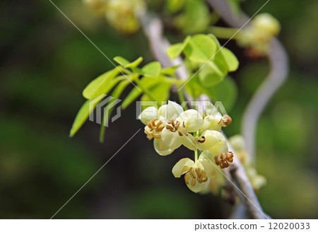 Akebi flower 12020033