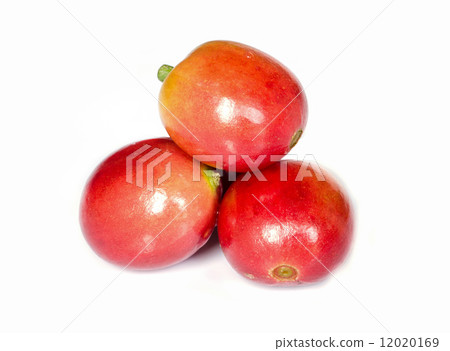red ripe coffee beans. red ripe coffee beans. 12020169
