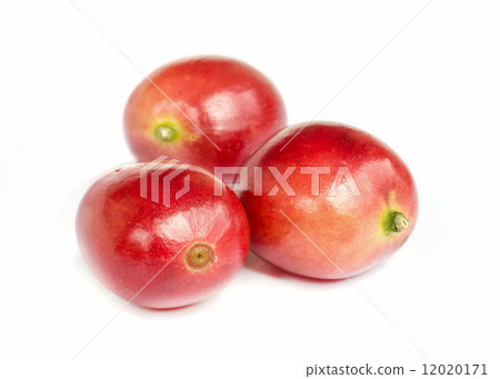 red ripe coffee beans. red ripe coffee beans. 12020171
