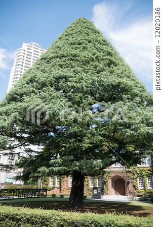 立教大學的喜馬拉雅山 12020186