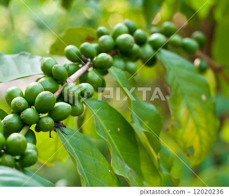 Unripe coffee beans . 12020236