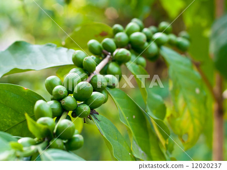 Unripe coffee beans . 12020237