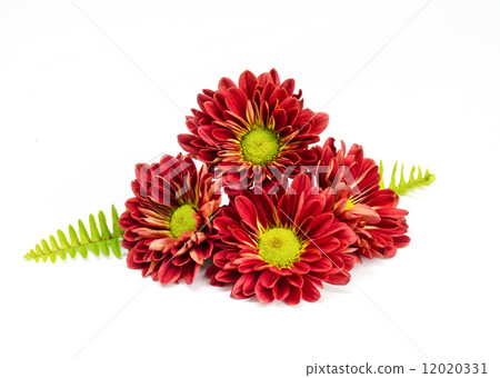 beautiful red flower . beautiful red flower . 12020331