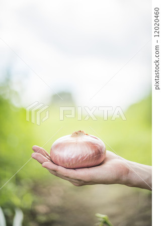 Youth and agriculture Youth and agriculture 12020460