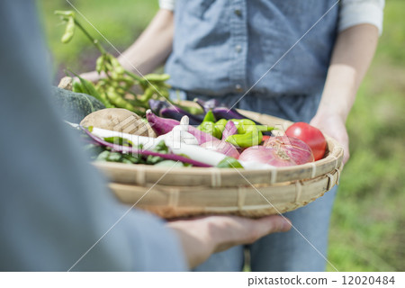 Youth and agriculture 12020484
