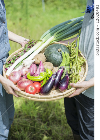 青年與農業 12020493