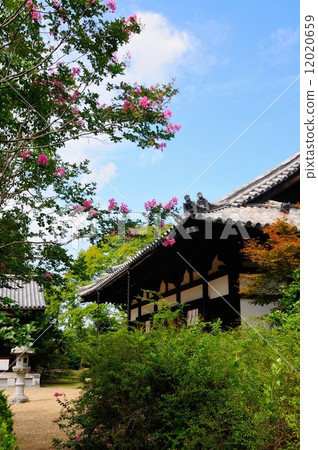 Haikyu kingdomado 12020659