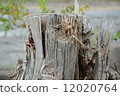 樹墩 12020764