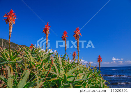 Aloe flower and blue sky and sea 12020891