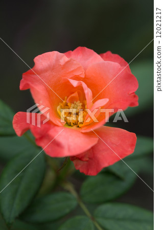 Rose of the seasons (Princess Michiko) Rose of the seasons (Princess Michiko) 12021217