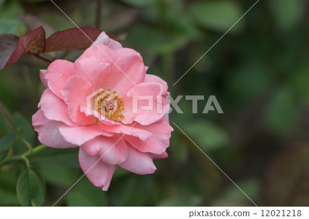 Rose of the seasons (Princess Aico) Rose of the seasons (Princess Aico) 12021218