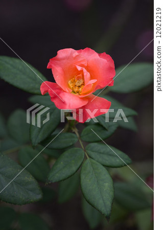 Rose of the seasons (Princess Michiko) 12021219