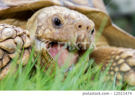 Kaume Land Turtle meal 12021474