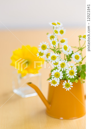 Feverfew和黃色非洲菊 Feverfew和黃色非洲菊 12021841