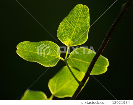 Mitsuba Abe's leaves 12021984