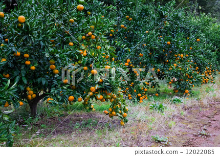 Mandarin orange field 12022085