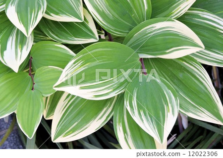 NARCO Lily / Hachioji NARCO Lily / Hachioji 12022306