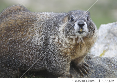 Marmot of Rocky Mountain National Park 12022386