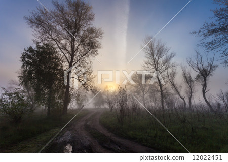 Foggy landscape with a  tree silhouette 12022451