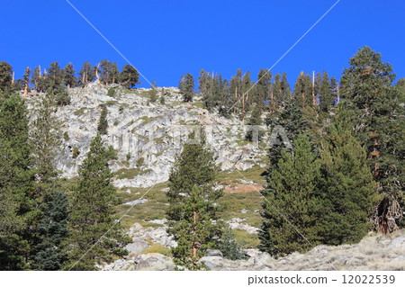 礦物王/紅杉國家公園 12022539