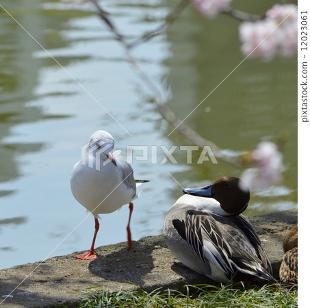 Yurikome and duck 12023061