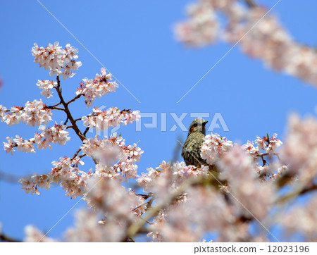 Mukudori stopping at cherry blossoms 12023196