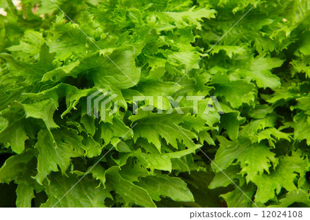 芥末綠葉 12024108