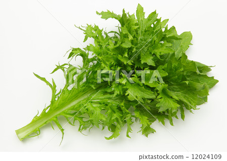 芥末綠色 12024109