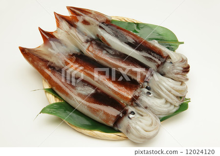Hokkaido production squid Hokkaido production squid 12024120