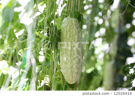 White gourd with green curtain 12026916