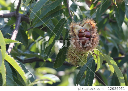 Chestnut Tree Chestnut Tree 12026951