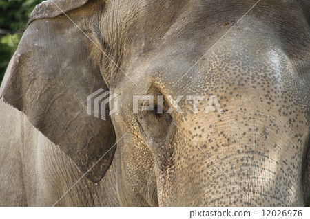 Elephant elephant 12026976