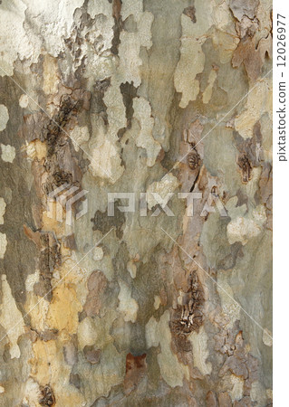 Platanus bark 12026977