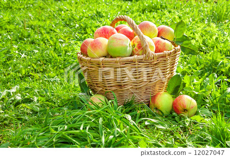 crop of red juicy apples in a baskets crop of red juicy apples in a baskets 12027047
