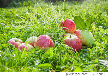 Fruit red apples on a green grass,thanksgiving holiday Fruit red apples on a green grass,thanksgiving holiday 12027048