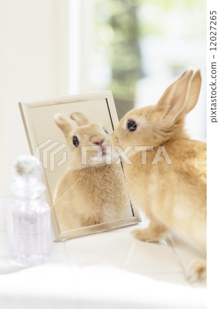 Mirror and rabbit Mirror and rabbit 12027265