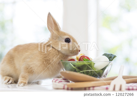 Salads and rabbits Salads and rabbits 12027266