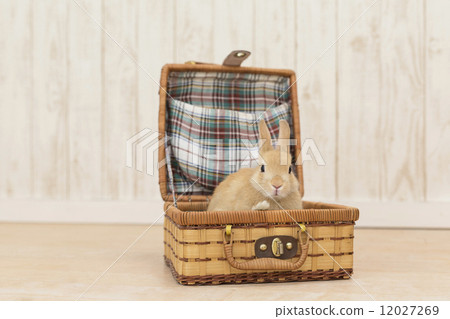 兔子進入籃子 12027269