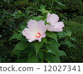 Fuyo 12027341