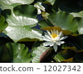 Water lily white Ⅰ 12027342