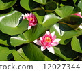 Water lily red 12027344