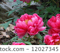 Peony 12027345