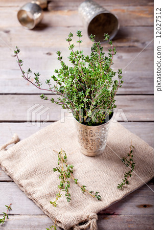 Thyme springs in a vintage silver cup Thyme springs in a vintage silver cup 12027512