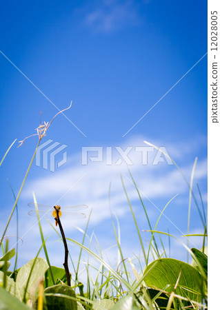 Dragonfly on a grass. Blue sky background Dragonfly on a grass. Blue sky background 12028005